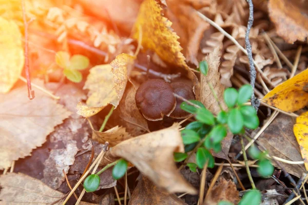 Close Small Brown Mushroom Hidden Yellow Autumn Leaves Ground Forest — Stock Photo, Image