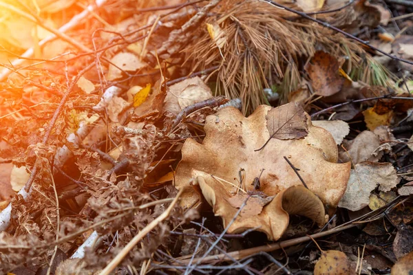 Close Large Mushroom Beige Cap Hidden Autumn Leaves Spruce Needles — Stock Photo, Image
