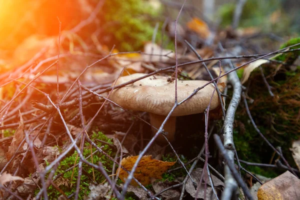 Close Large Mushroom Beige Cap Hidden Fallen Tree Branches Food — Stock Photo, Image