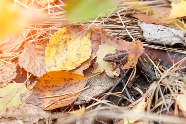 Small Gray Tree Frog Sits Leaves Grass Autumn Yellow Forest — Stock Photo, Image