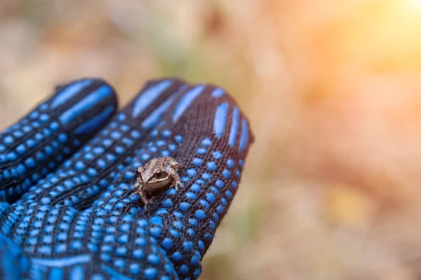 Liten Grå Trädgroda Sitter Mänsklig Arm Svart Handske Vilt Och — Stockfoto