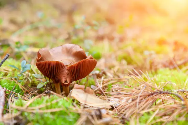 Close Toadstool Mushroom Beige Cap Hidden Autumn Leaves Spruce Needles — Stock Photo, Image