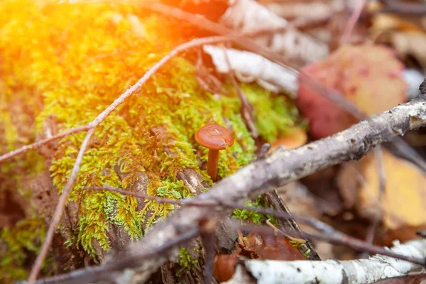 Close Small Mushroom Brown Cap Hidden Autumn Leaves Spruce Needles — Stock Photo, Image