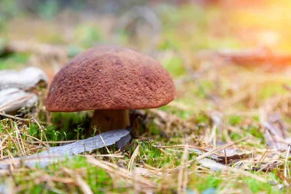 Close Big Mushroom Brown Cap Hidden Autumn Leaves Spruce Needles — Stock Photo, Image