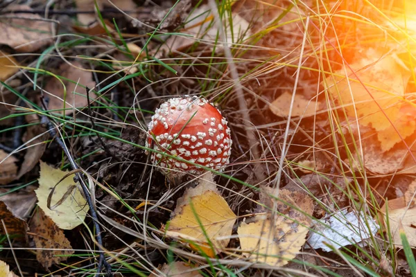 Zbliżenie Muchowego Grzyba Amanita Białą Czapką Ukrytą Wśród Jesiennych Liści — Zdjęcie stockowe