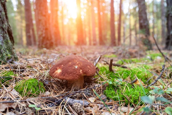 Close Big Mushroom Brown Cap Hidden Autumn Leaves Spruce Needles — Stock Photo, Image