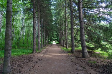 Botanik bahçesi, büyük, güzel çam ağaçları ve yürüyüş yolu..