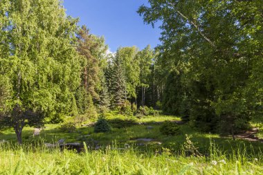 Merhaba güneş ışığı - Orman doğası yaz resimleri, telif hakkı olmayan fotoğraflar ve resimler. Taze çayır manzarası.