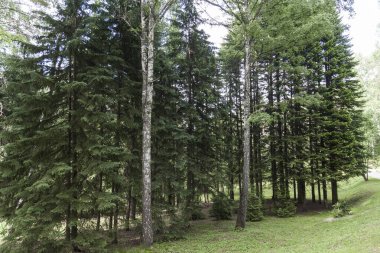 Merhaba güneş ışığı - Orman doğası yaz resimleri, telif hakkı olmayan fotoğraflar ve resimler. Taze çayır manzarası. Ağaçlar