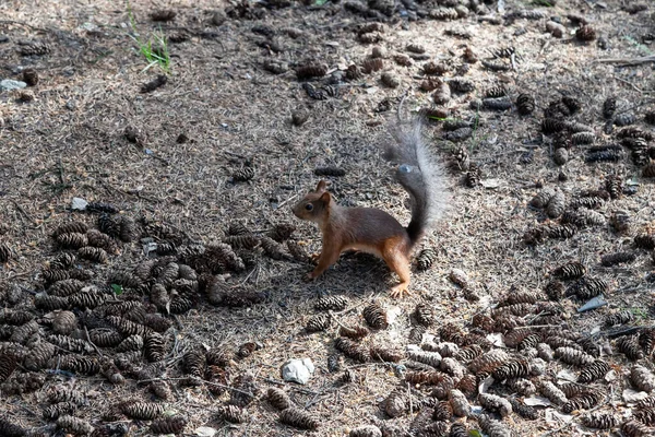 Red Squirrel Perched Tree Stump Eating Hazelnut Green Background — Stock Photo, Image