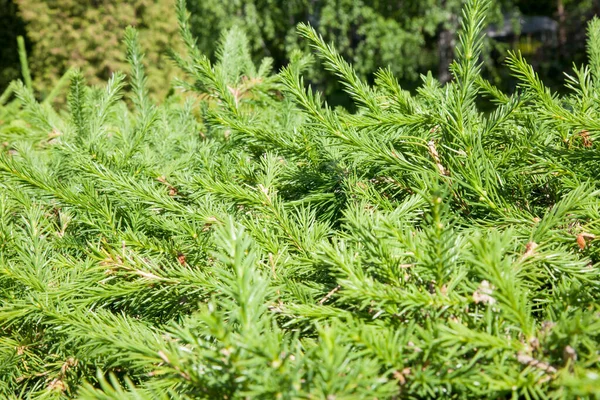 Christmas Fir tree brunch textured Background. Fluffy pine tree brunch close up. Green spruce Christmas Fir tree brunch textured Background. Fluffy pine tree brunch close up. Green spruce fir needle.