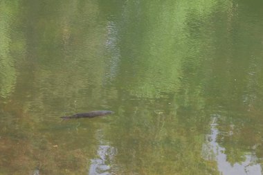 Yeşil suda yüzen büyük kahverengi alabalık. 