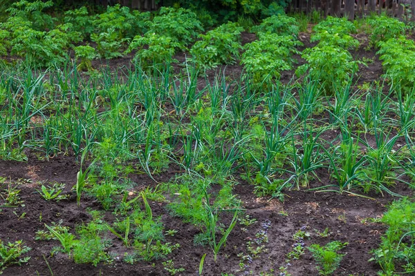 野菜の裏庭の庭 若いタマネギ レタス 玉ねぎ ニンジンと野菜のパーマカルチャー栽培のパセリ 環境に優しい裏庭 — ストック写真