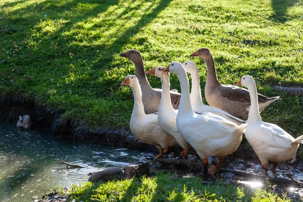 Egy Csapat Liba Kacsa Hápog Kis Tóban Nyári Napsütéses Napon — Stock Fotó