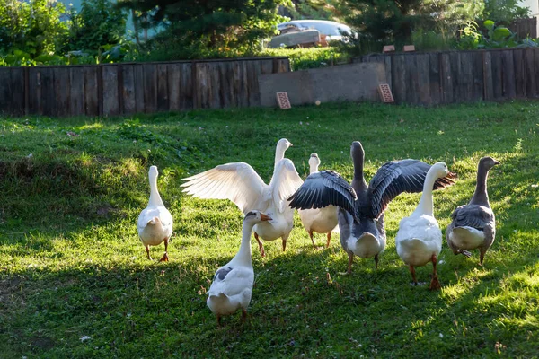 夏天阳光明媚的日子里 成群的鹅和鸭在小池塘边展开翅膀嘎吱嘎吱地叫着 狩猎和养殖鸟类 — 图库照片