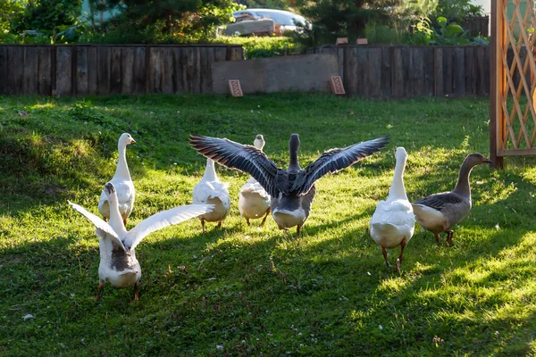 Groep Ganzen Eenden Spreidt Vleugels Kwaken Buurt Van Kleine Vijver — Stockfoto