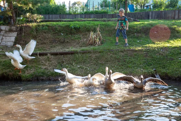 Pequeno Menino Correndo Atrás Ganso Fazenda Pequena Menina Pulôver Branco — Fotografia de Stock