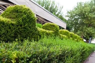 Bahar mevsiminde yeşil çalılar hafif gövdelere ve geniş dallara izin verilirse bahçenin çevreden doğal olarak ayrılması kuraklığa dayanabilir.