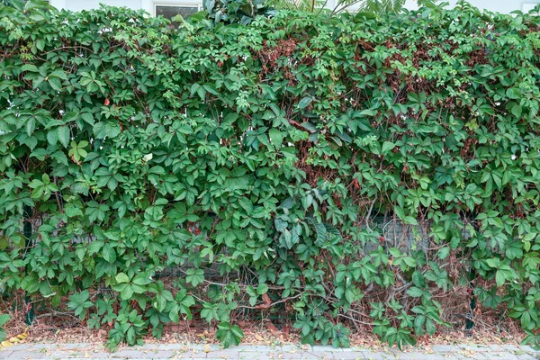 Hornbeam Green Hedge Spring Lush Leaves Let Light Trunks Larger — Stock Photo, Image