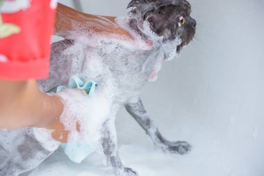 Yumuşak odaklanma, gürültü ve tahıl. Kuaför komik bir şekilde kuaförlük yapıyor beyaz İran kedisi ya da kedi yavrusu için banyo yapıyor ya da kuaförde banyo yapıyor ya da kuaförde duş alıyor.