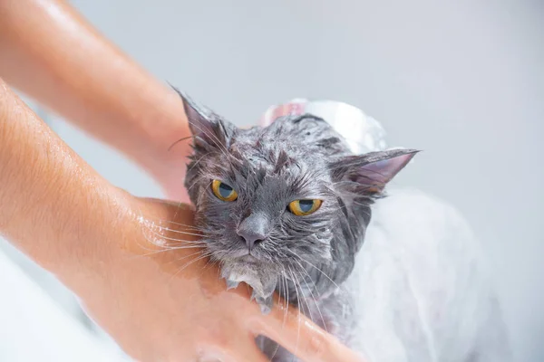 Soft focus and noise and grain. Hairdresser doing beauty care funny wet relaxing a bath or beauty salon for white persian cat or kitten and orange eyes bath or shower in groomer salon grooming concept