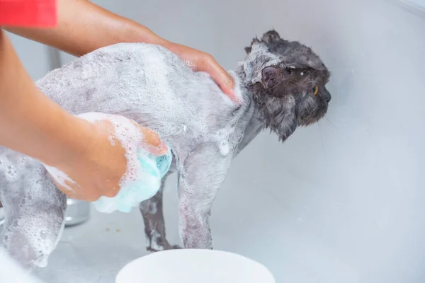 Yumuşak odaklanma, gürültü ve tahıl. Kuaför komik bir şekilde kuaförlük yapıyor beyaz İran kedisi ya da kedi yavrusu için banyo yapıyor ya da kuaförde banyo yapıyor ya da kuaförde duş alıyor.
