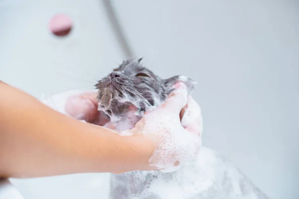 Soft focus and noise and grain. Hairdresser doing beauty care funny wet relaxing a bath or beauty salon for white persian cat or kitten and orange eyes bath or shower in groomer salon grooming concept