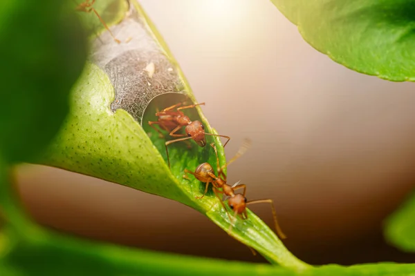 Green Tree Ant Weaver Ant Red Ant Está Saliendo Casa — Foto de Stock