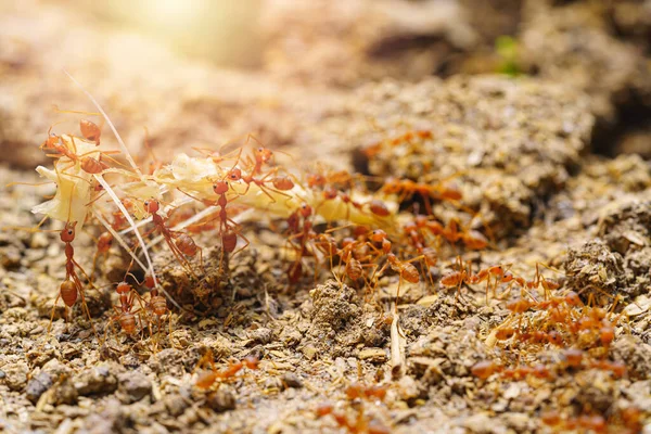 Green Tree Ant Weaver Ant Red Ant Walking Working Transporting — Foto de Stock