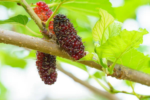 Fresh Organic Mulberries Green Yellow Red Unripe Black Ripe Berry — Stock Photo, Image