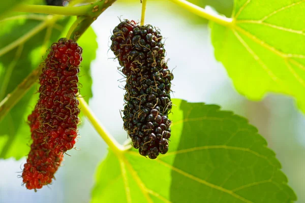Fresh organic mulberries green, yellow, red unripe and black ripe berry on fruit tree mulberries branch and green leaves. Healthy food it has a sweet and sour taste that can be used to make a smoothie.