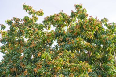 Çiftçi çiftliğindeki Longan meyveleri Chiang Mai THAILAND 'daki Longan ağacında bir sürü meyve var.
