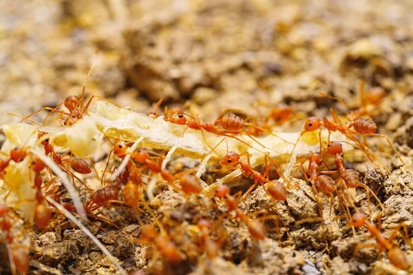 Green Tree Ant Weaver Ant Red Ant Walking Working Transporting — Foto de Stock