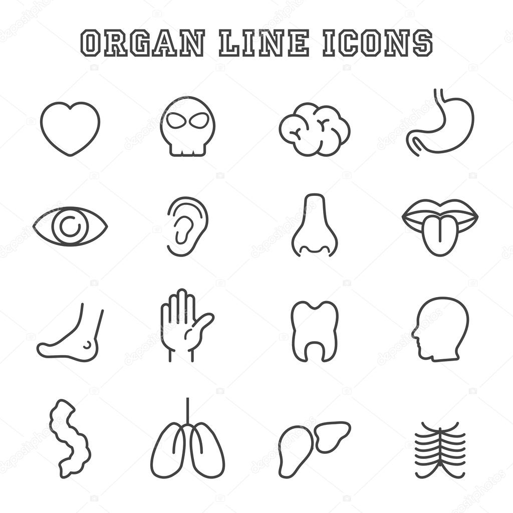 organ line icons