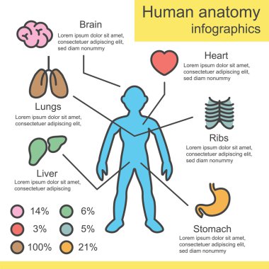 insan anatomisi anahat infographics