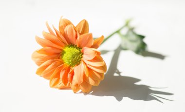 turuncu papatya çiçeği