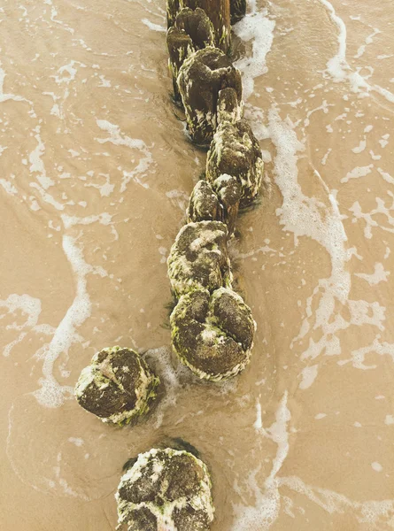 海藻で覆われた防波堤. — ストック写真