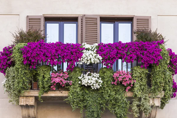 Pot floral violet sur balcon Rome. Italie — Photo