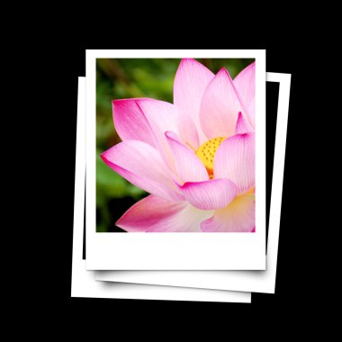 Photo frame of lotus flower isolated on black background clipart