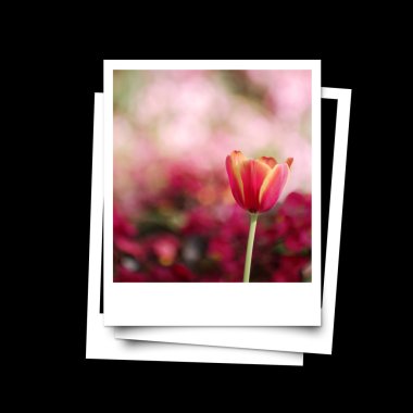 Photo frame of red tulip isolated on black background clipart