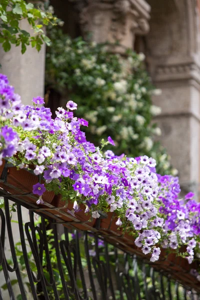 Βιολετί floral ποτ σε Βενετία μπαλκόνι. Ιταλία — Φωτογραφία Αρχείου