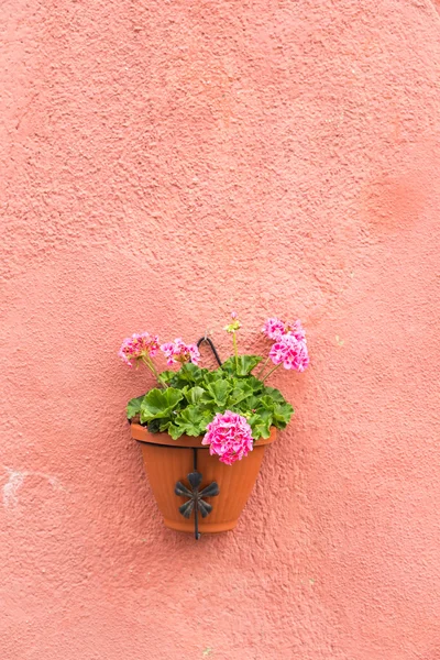 Pot de fleurs coloré sur le mur — Photo