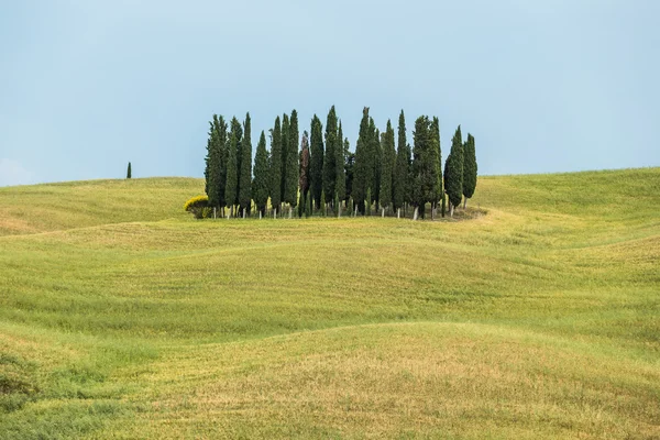Група кипарисів, Тоскана, Італія — стокове фото