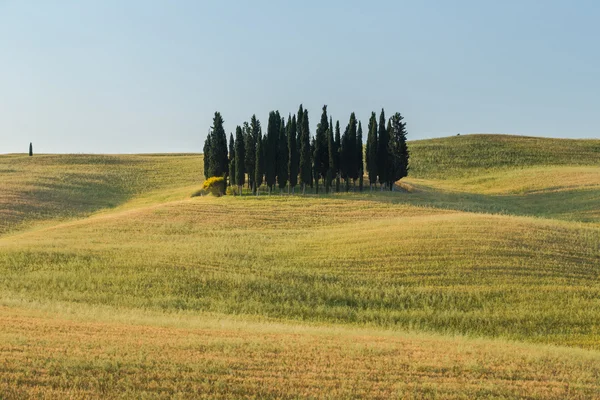 Group of cypresses, Tuscany, Italy — Stock Photo, Image