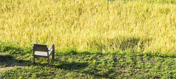 Panorama de Mae Klang Luang rice fied Chiang Mai, Thaïlande — Photo