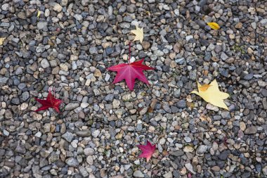 Akçaağaç yaprağı Sonbahar sezonu taş doku katta