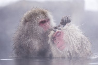 Jigokudani kar maymun banyo onsen doluşuyor ünlü sightseein