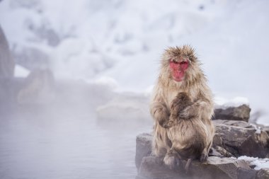 Jigokudani kar maymun banyo onsen doluşuyor ünlü sightseein