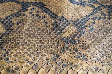 Yılan cilt doku ve arka plan