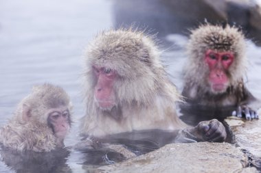 Jigokudani kar maymun banyo onsen doluşuyor ünlü sightseein